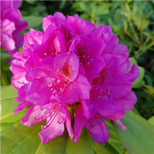 Rhododendron Yakusimanum 'Delta'